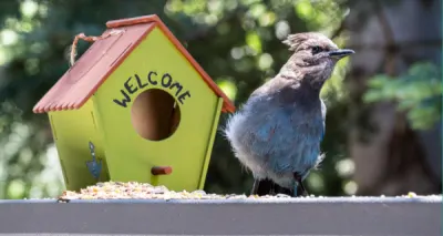Home Tweet Home