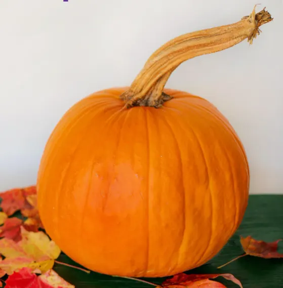 The Domestic Pumpkin: History, Science and Cupcake Decoration