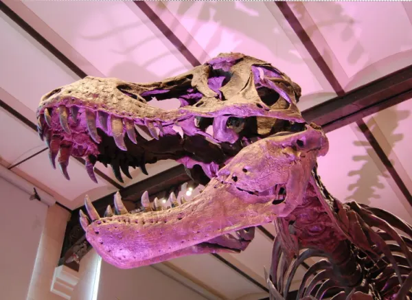 Fossil Finders: Dino Dig!