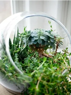 Faux Succulent Terrariums for Teens