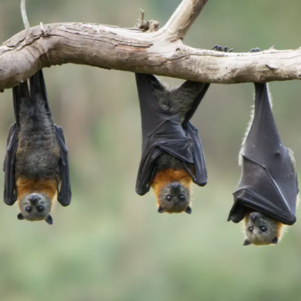 Bats About Bats!