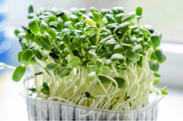 Teens Grow Microgreens